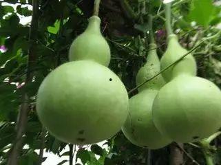 葫芦瓜种子可以吃吗,美味与营养的双重收获