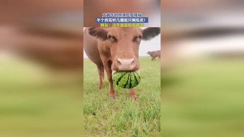 大黄牛吃瓜
