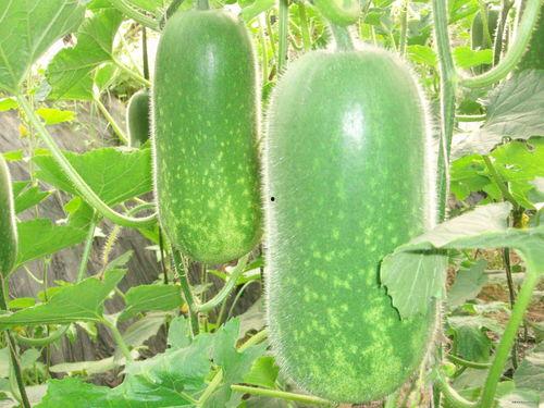 高强吃瓜视频大全,揭秘娱乐圈幕后故事