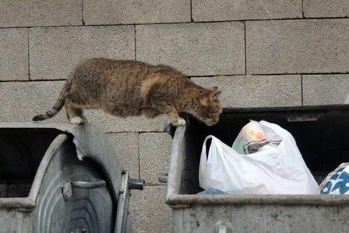 流浪的猫吃瓜,流浪猫的瓜田奇遇记